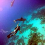 Dolphins swim past divers at Eliphinstone Reef by Adham Fahmy