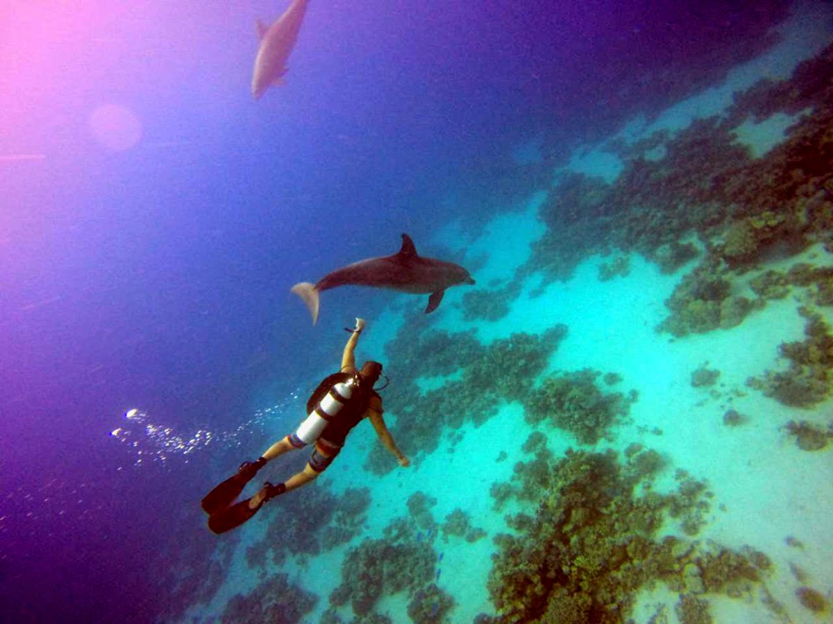 Dolphins swim past divers at Eliphinstone Reef by Adham Fahmy