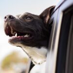 Dog in a car via pixabay