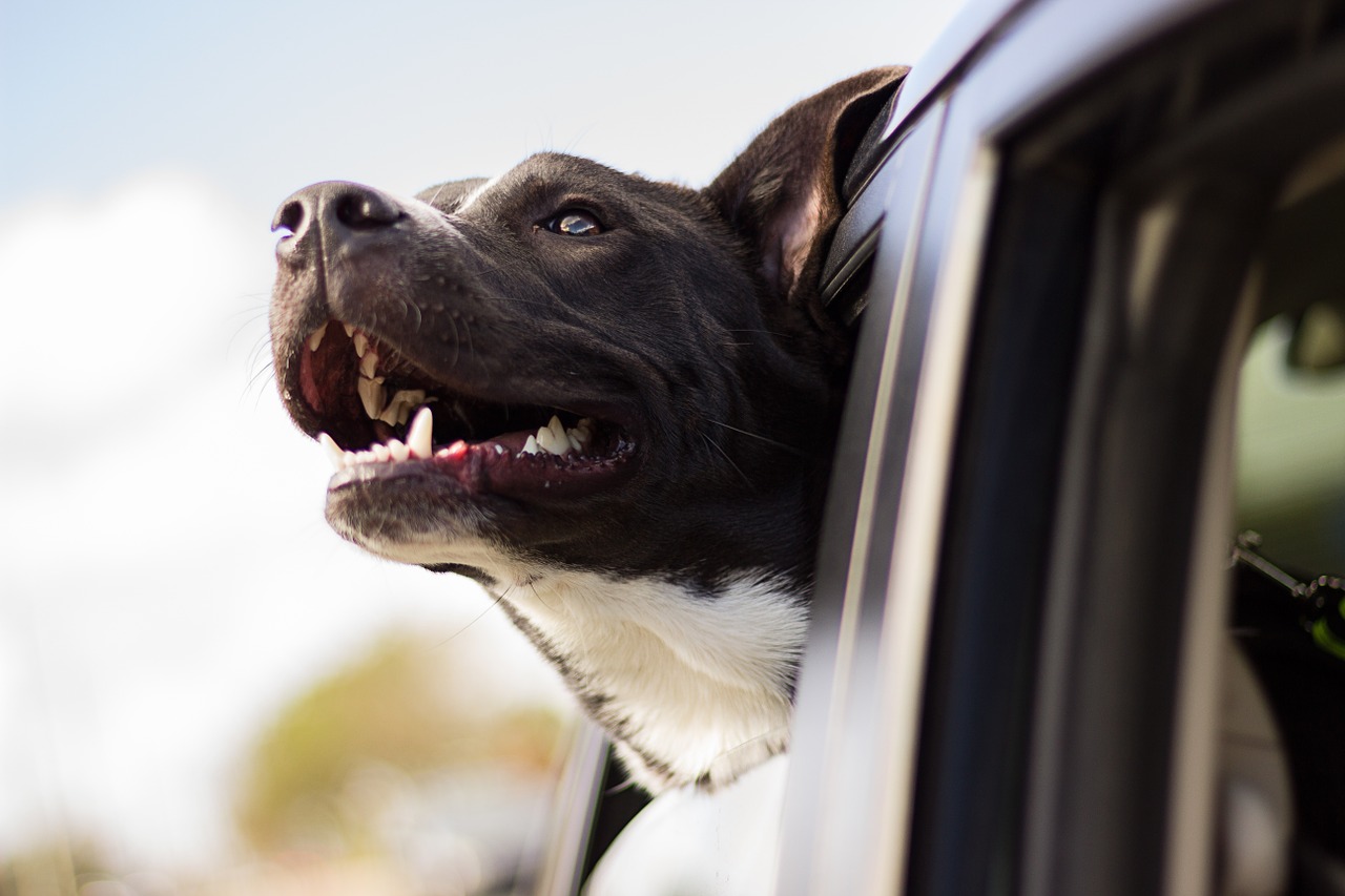 Dog in a car via pixabay