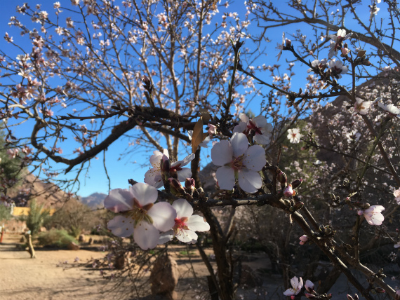 White-pinkish Almond trees at Fox Camp