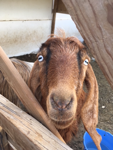 Look at her eyes! I guess this is Jane, one of the goats we fed