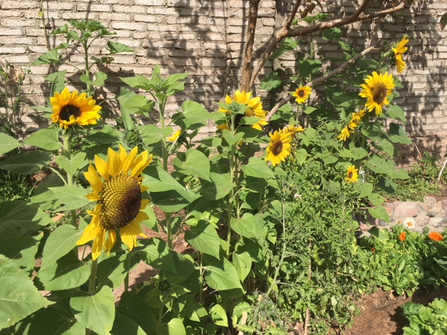 Sunflowers blooming at the farm
