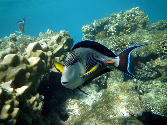 Marine life in Marsa Alam via pixabay 